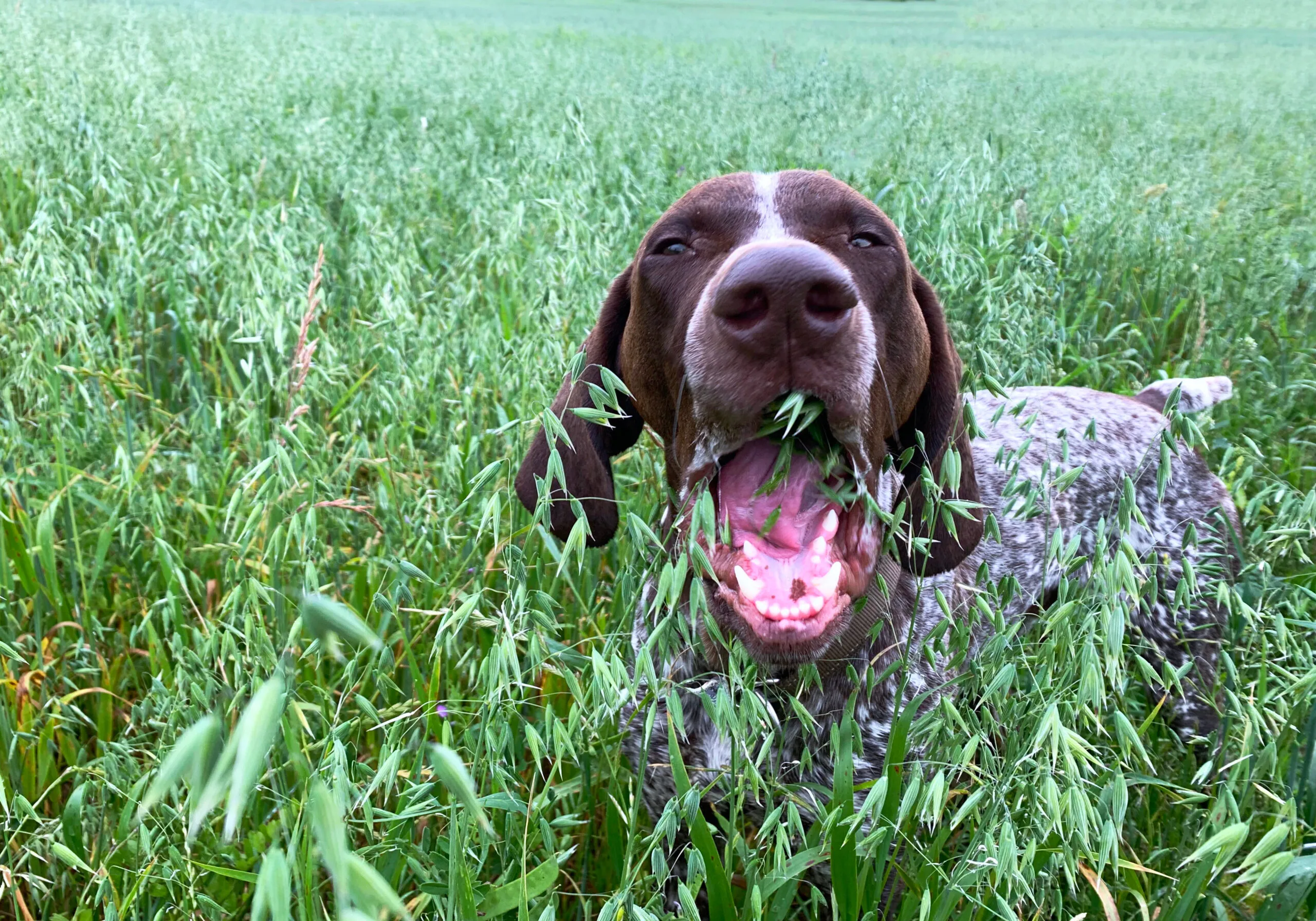 Why Do Dogs Eat Grass?