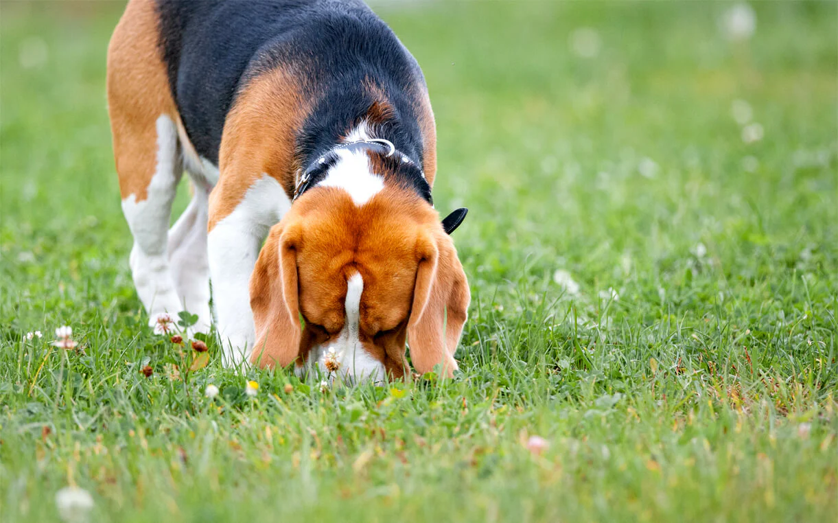 Why Do Dogs Eat Their Own Poop?