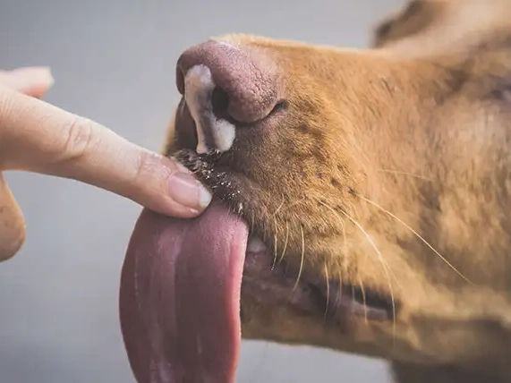 Why Do Dogs Lick People?
