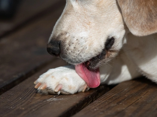 Why Do Dogs Lick Their Paws?