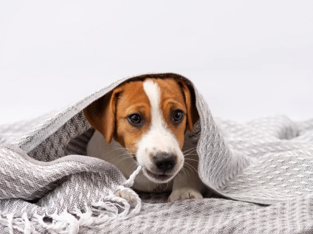 Why Do Dogs Nibble on Blankets?