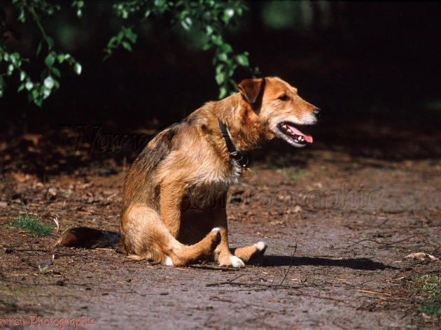 Why Do Dogs Rub Their Butt on the Ground?