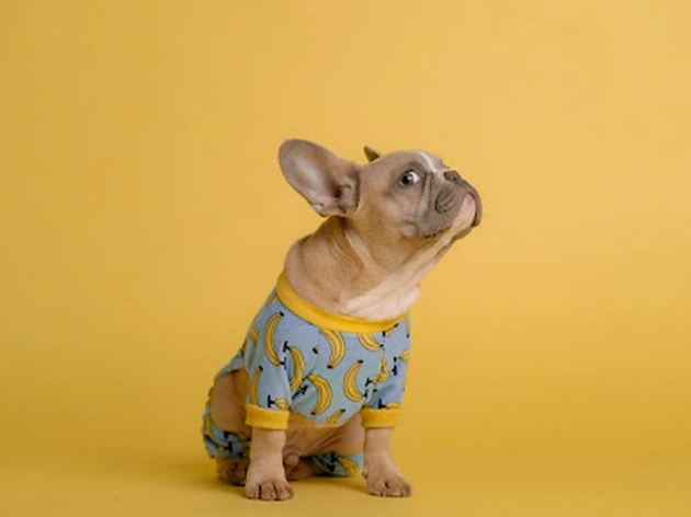 Why Do Dogs Side Eye?