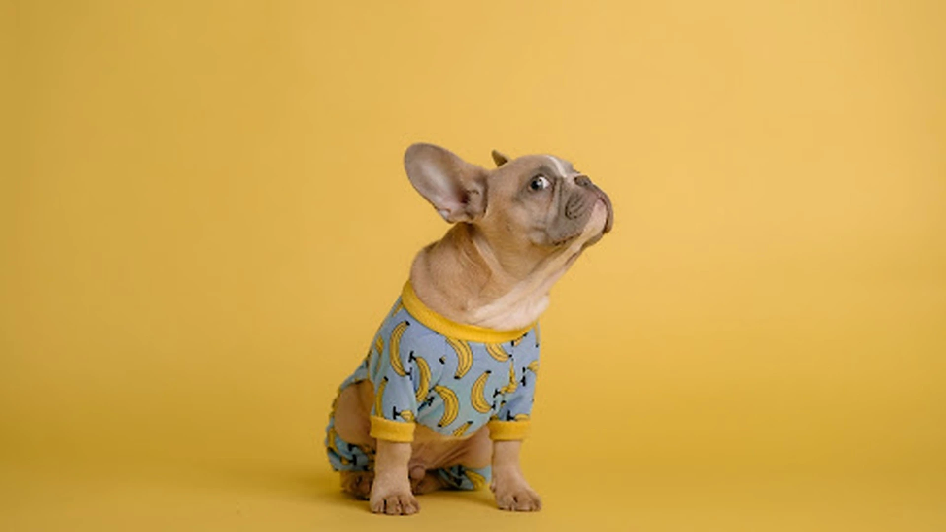 Why Do Dogs Side Eye?