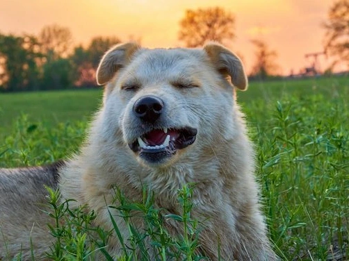 Why Do Dogs Sneeze?