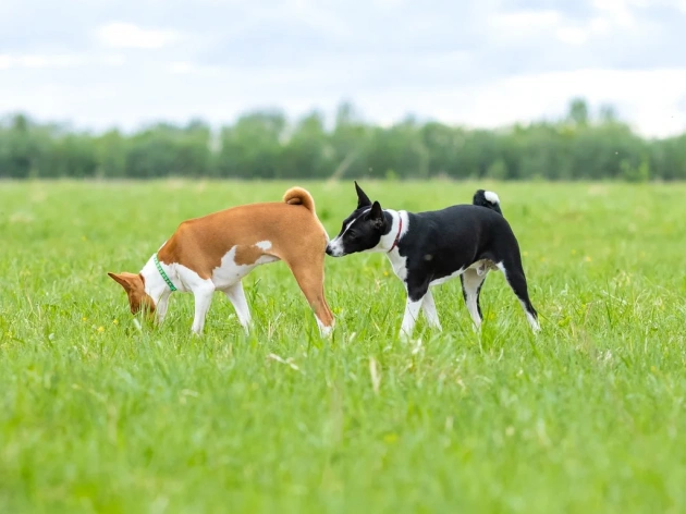 Why Do Dogs Sniff Butts?
