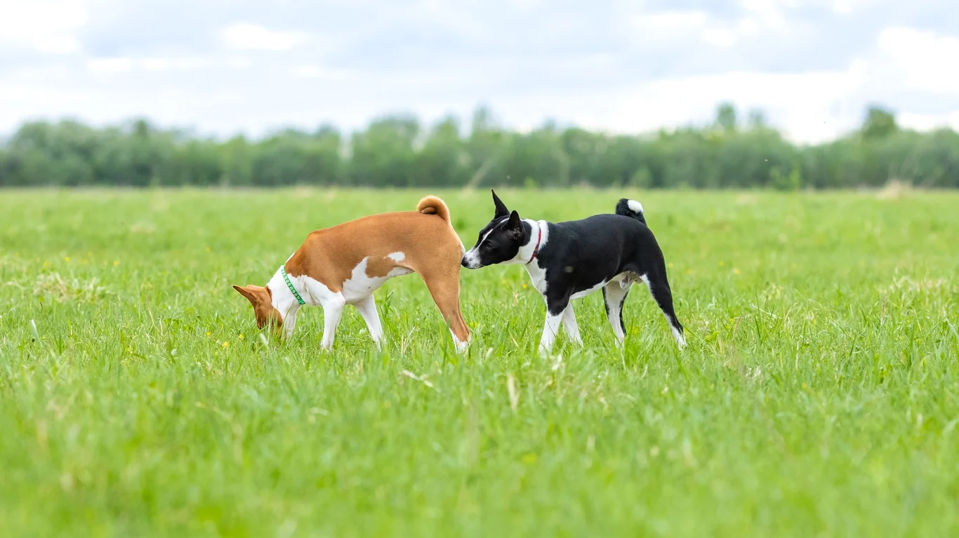 Why Do Dogs Sniff Butts?
