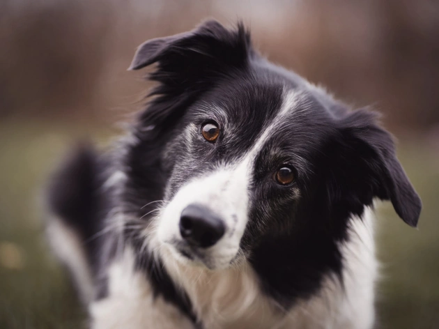 Why Do Dogs Stare at You?