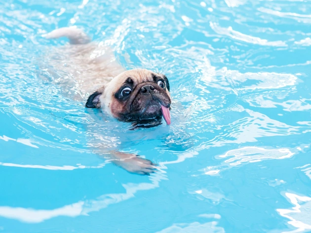 Why Do Pugs Smell So Bad?
