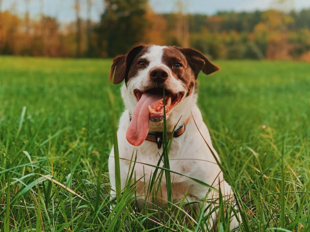 Why Dog Eat Grass?