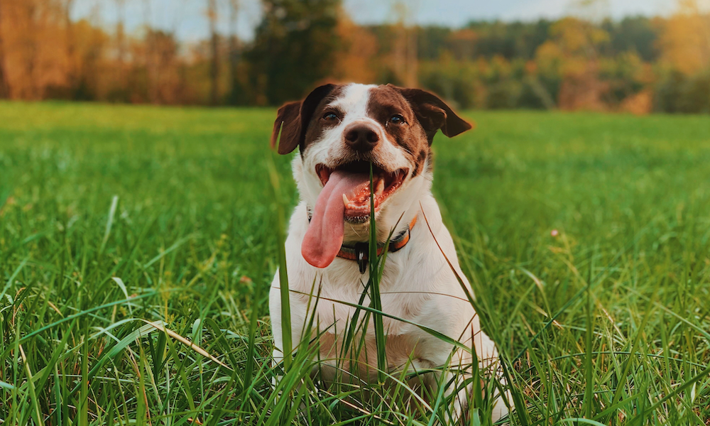 Why Dog Eat Grass?