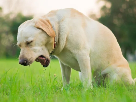 Why Is My Dog Coughing?