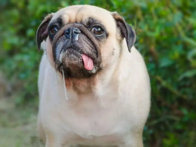 Why Is My Dog Drooling?