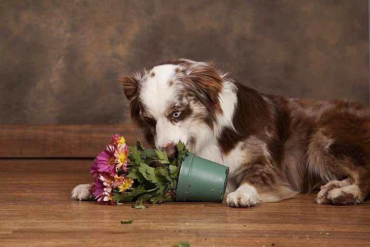 Why Is My Dog Eating Dirt?