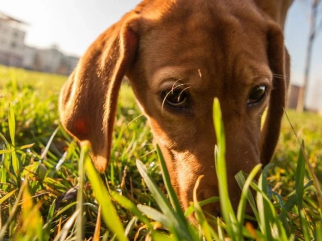 Why Is My Dog Eating Grass?