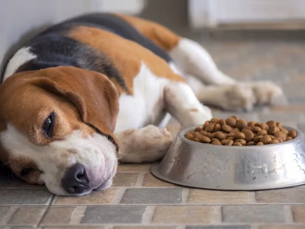 Why Is My Dog Not Eating?