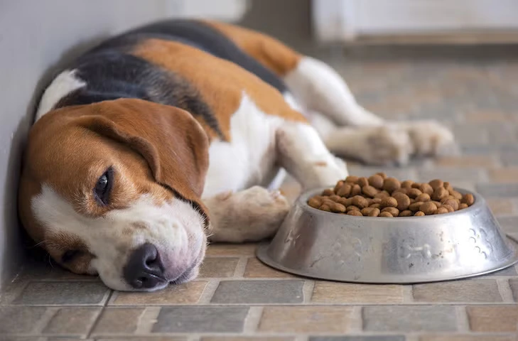 Why Is My Dog Not Eating?
