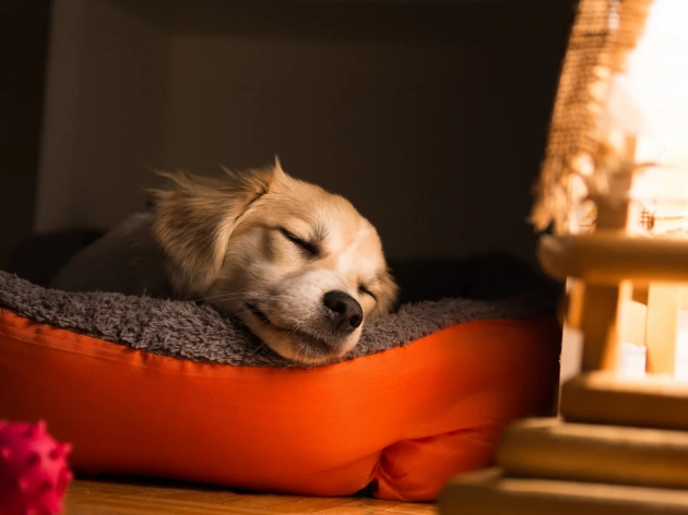 Why Is My Dog Panting at Night?