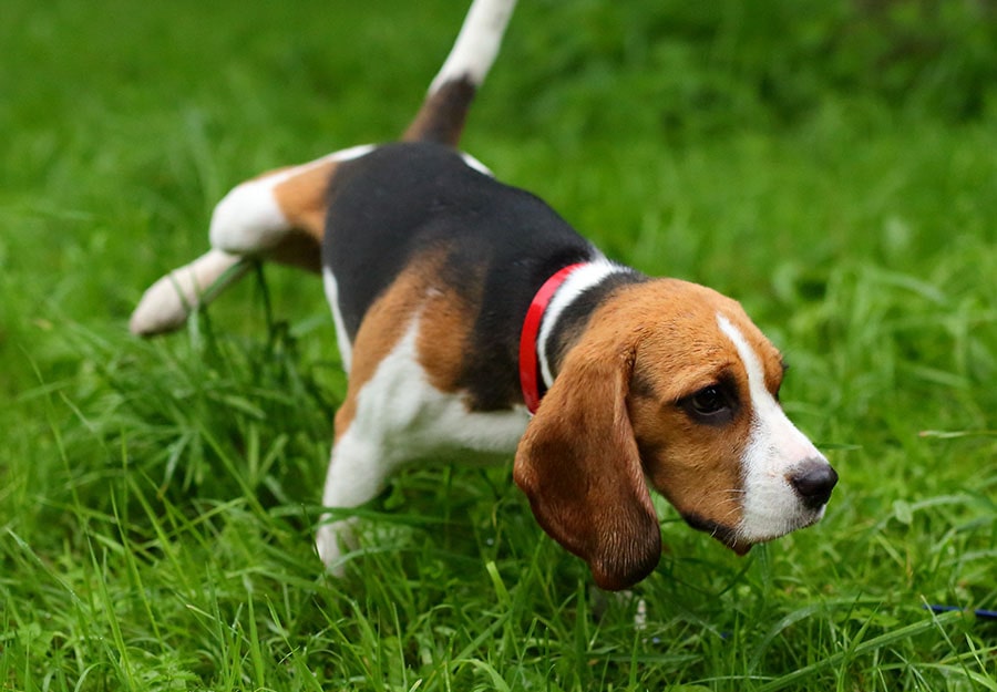 Why Is My Dog Peeing So Much?