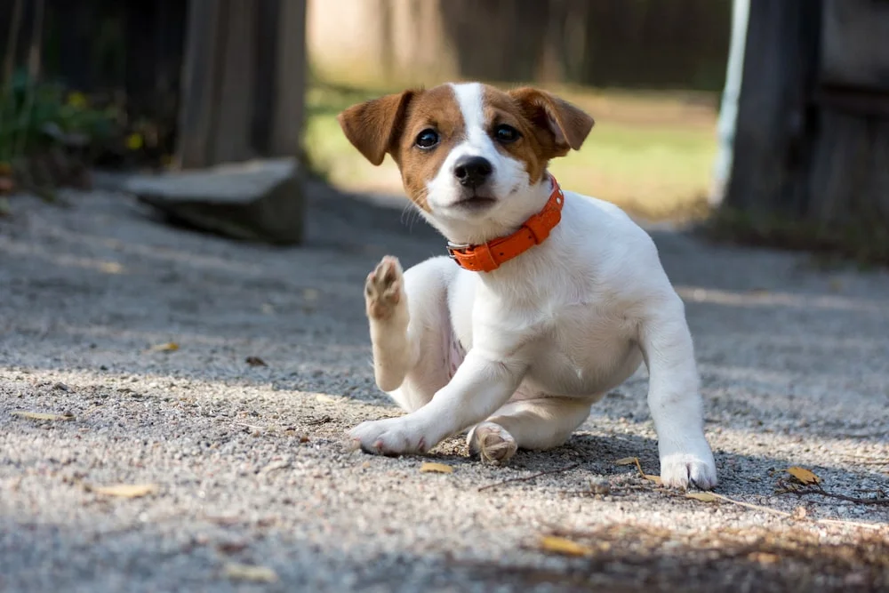 Why Is My Dog So Itchy?