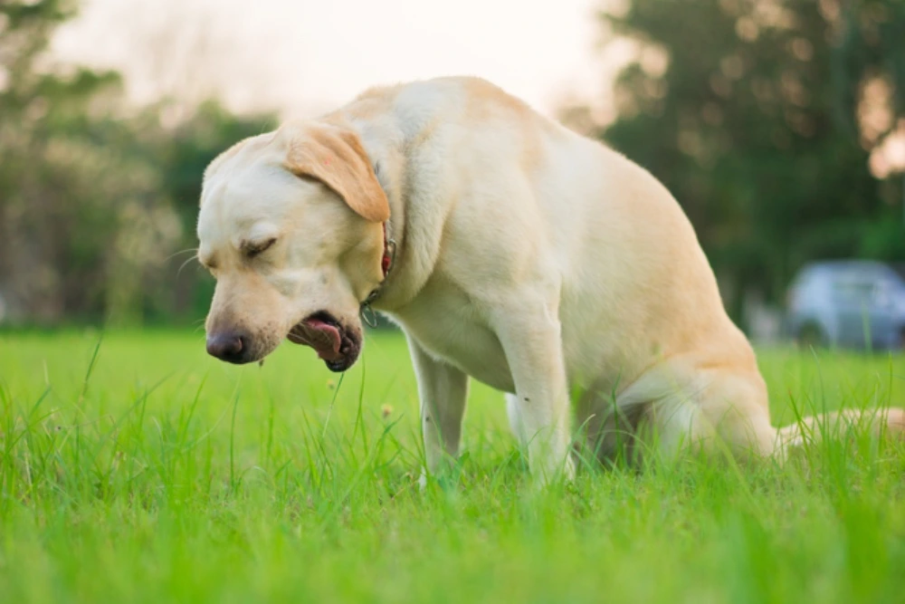 Why is My Dog Throwing Up White Foam?