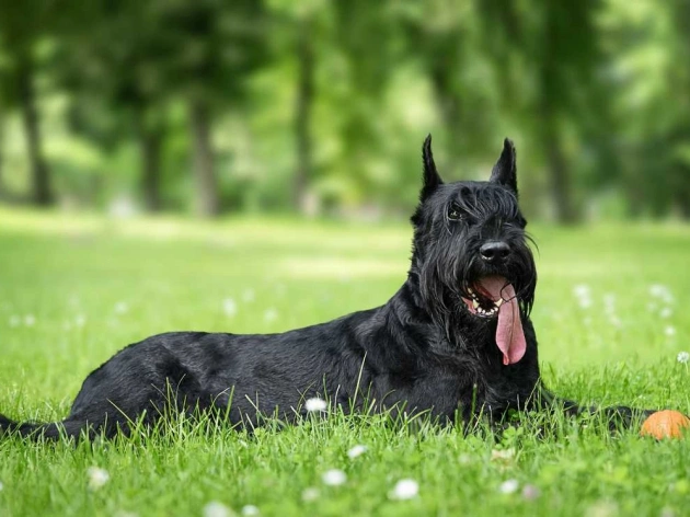 Why Schnauzers Are the Worst Dogs?