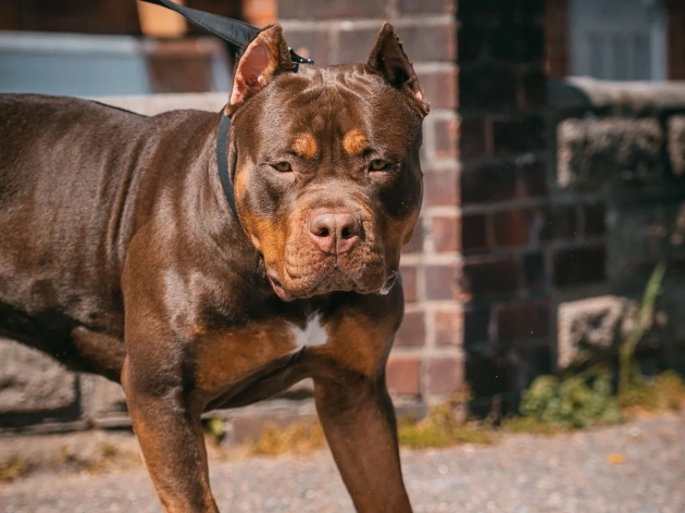 XL Bully Dogs: Why They're Banned in Ireland