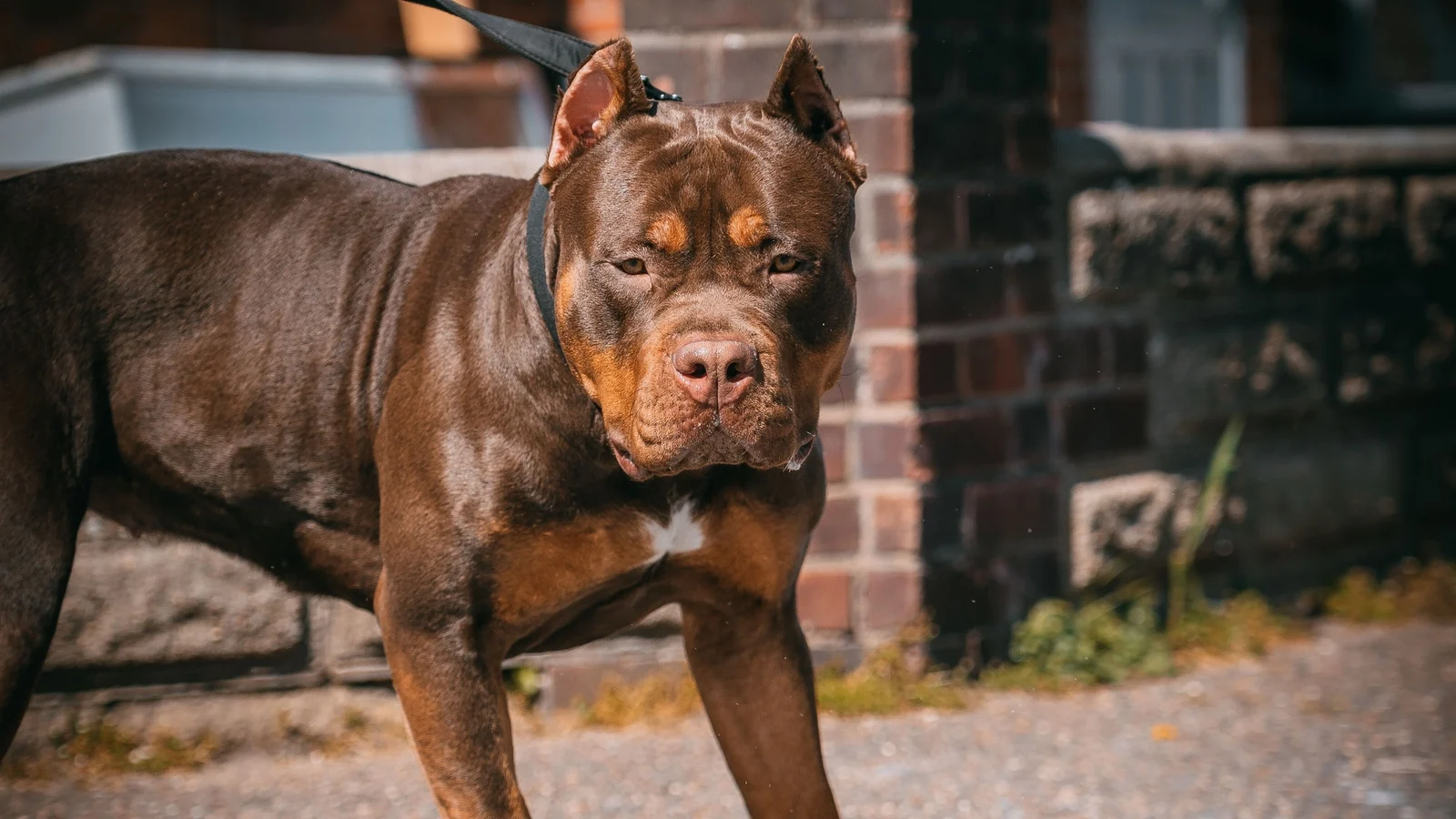 XL Bully Dogs: Why They're Banned in Ireland