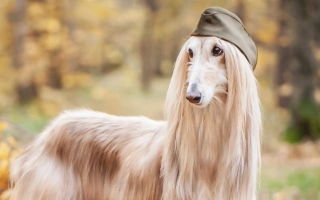 Discover the Afghan Hound dog breed – an elegant, independent sighthound known for its flowing coat and aloof charm. Learn about their temperament, grooming needs, health, and daily care.