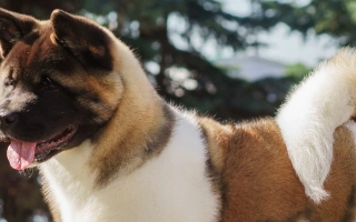 Explore the Akita dog breed – a bold, loyal guardian known for its calm temperament, strength, and devotion. Learn about care, health, training, and more.