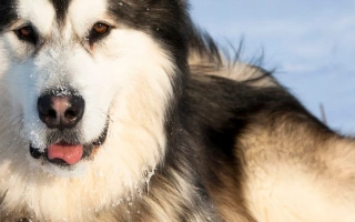 Get to know the Alaskan Malamute – a powerful, affectionate working dog known for its endurance, thick coat, and pack loyalty. Ideal for active owners.