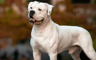 Discover the American Bulldog – a strong, loyal, and active breed with protective instincts and a big heart. Learn about their care, behavior, and lifestyle needs.