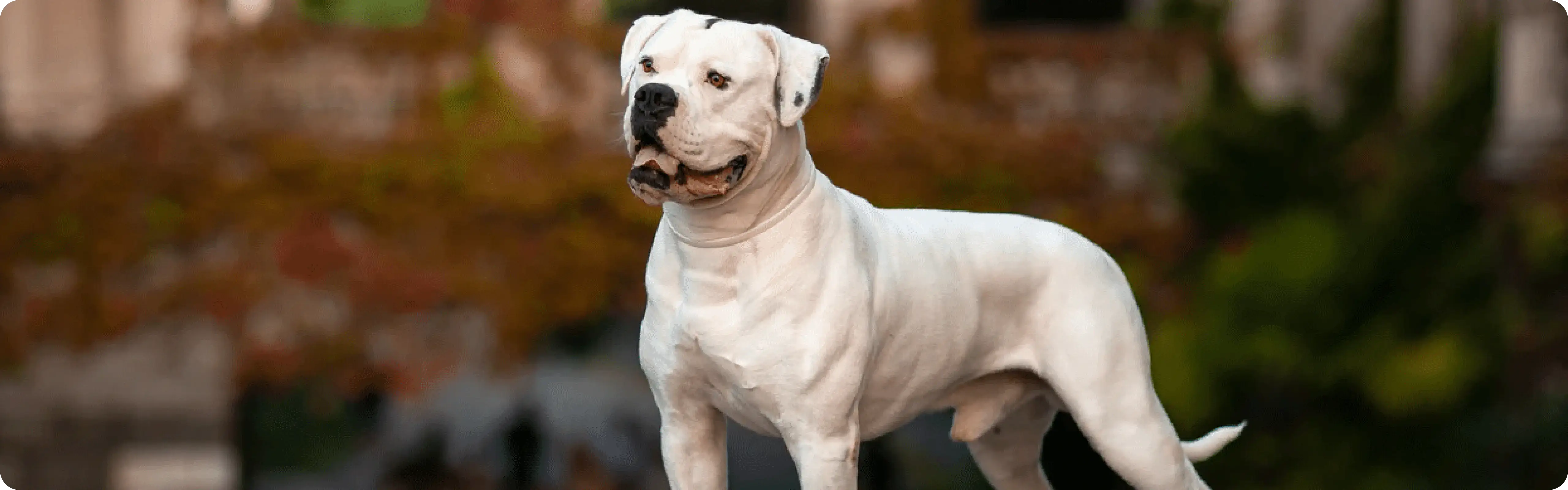 American Bulldog