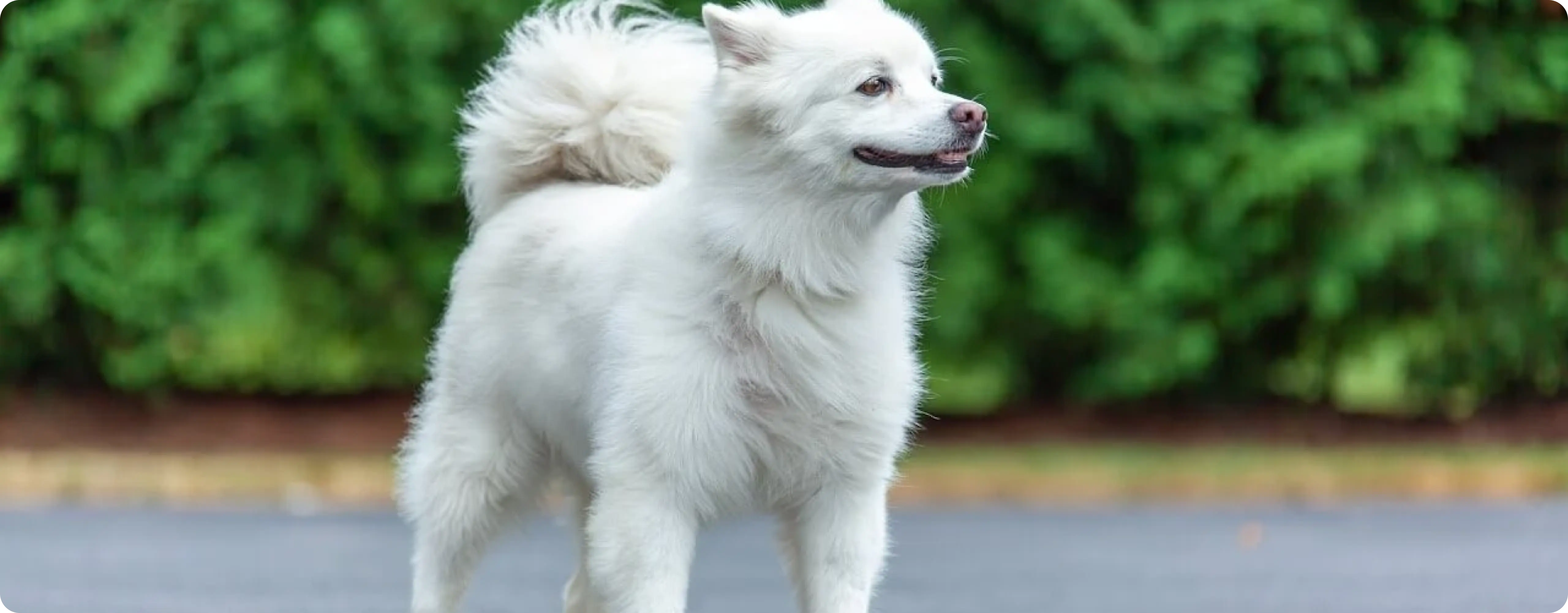 American Eskimo Dog