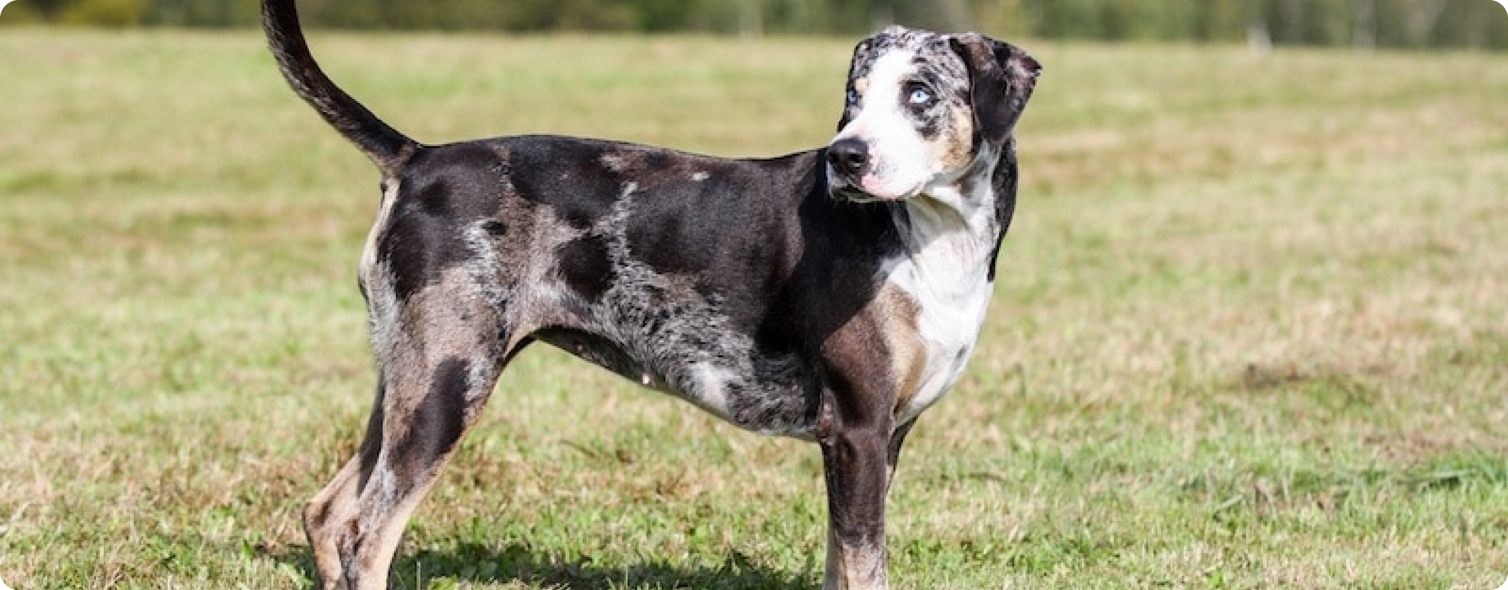 American Leopard Hound