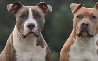 Explore the American Staffordshire Terrier – a powerful yet loving breed admired for its courage, loyalty, and eagerness to please. Learn about care, training, and lifestyle.