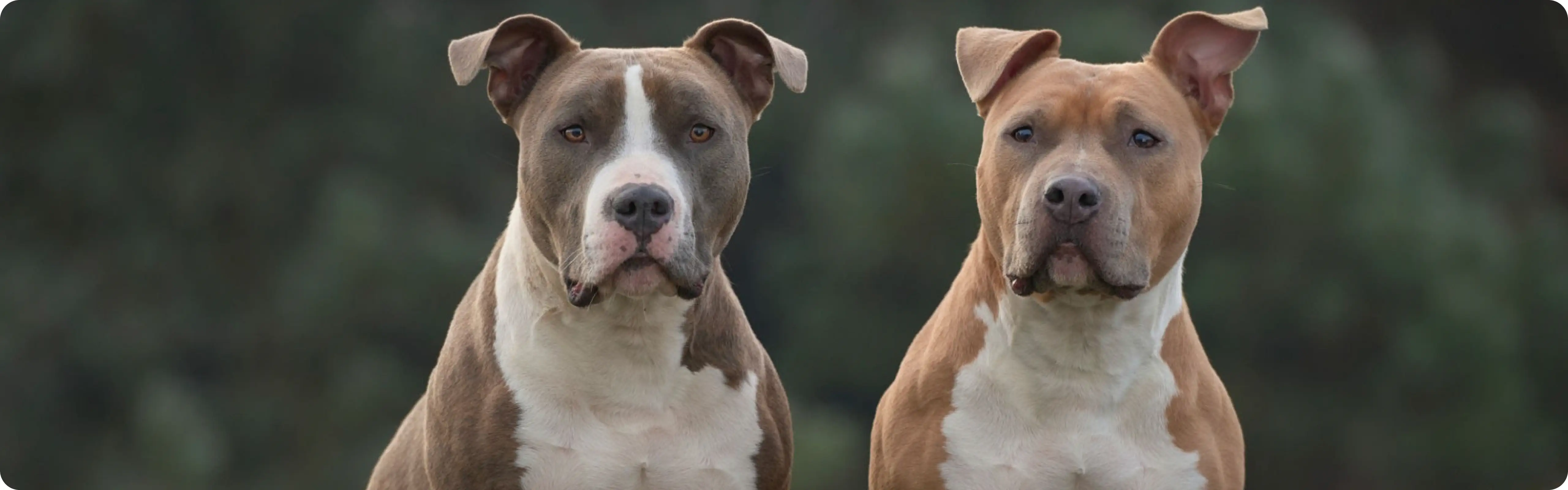 American Staffordshire Terrier