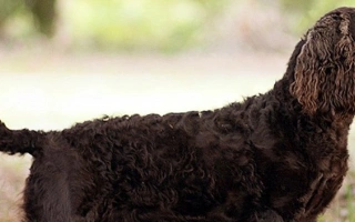American Water Spaniel is intelligent, trainable, and eager to retrieve. Perfect for active families who enjoy water, hunting, or hiking.