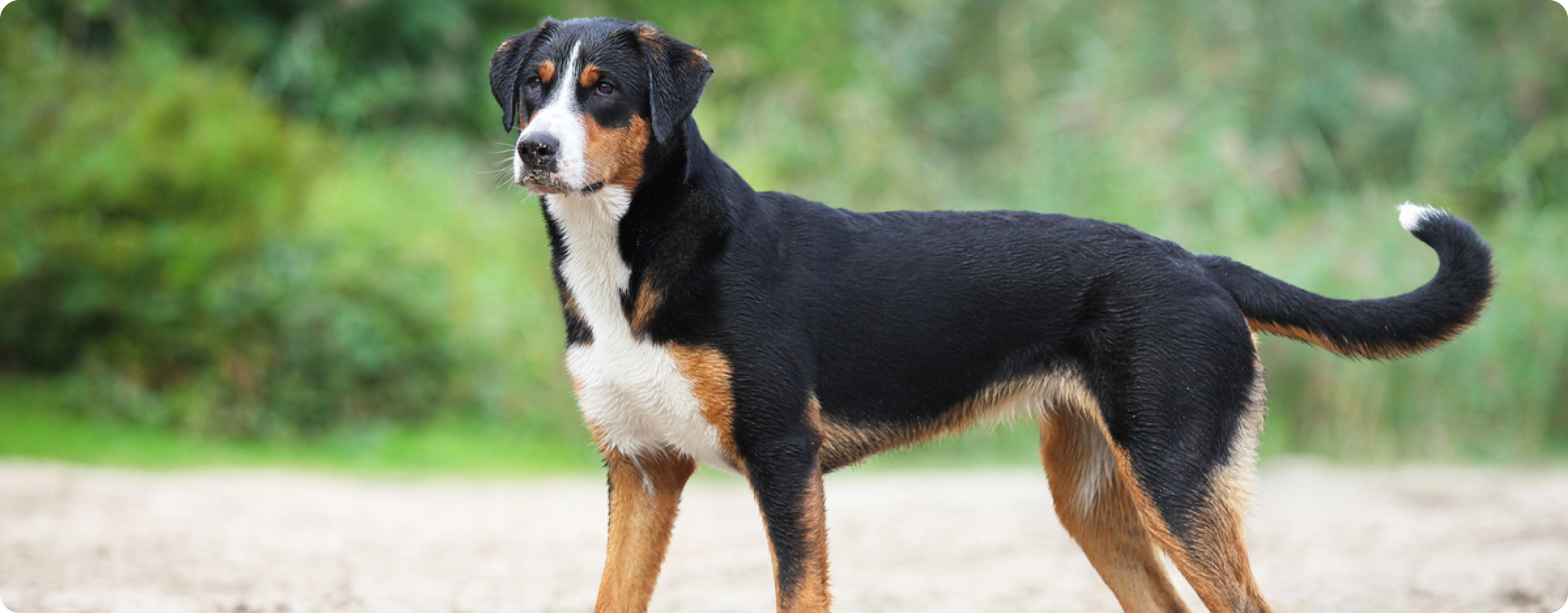 Appenzeller Sennenhund