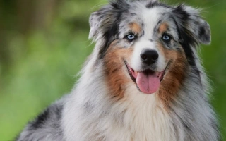Explore the Australian Shepherd – a highly intelligent and energetic herding dog. Learn about their loyal temperament, training needs, grooming, and ideal lifestyle.