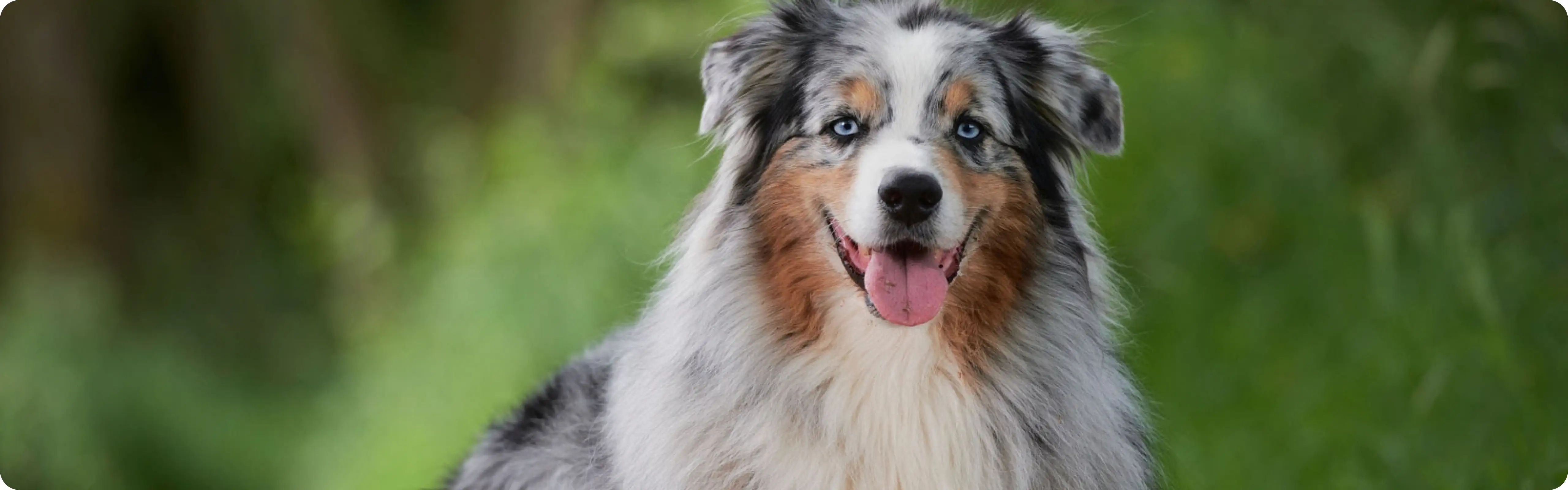 Australian Shepherd