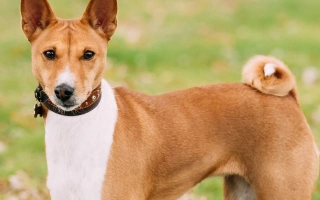 Discover the Basenji – an ancient, barkless dog breed known for intelligence, cleanliness, and independence. Learn about its temperament, grooming, and care needs.