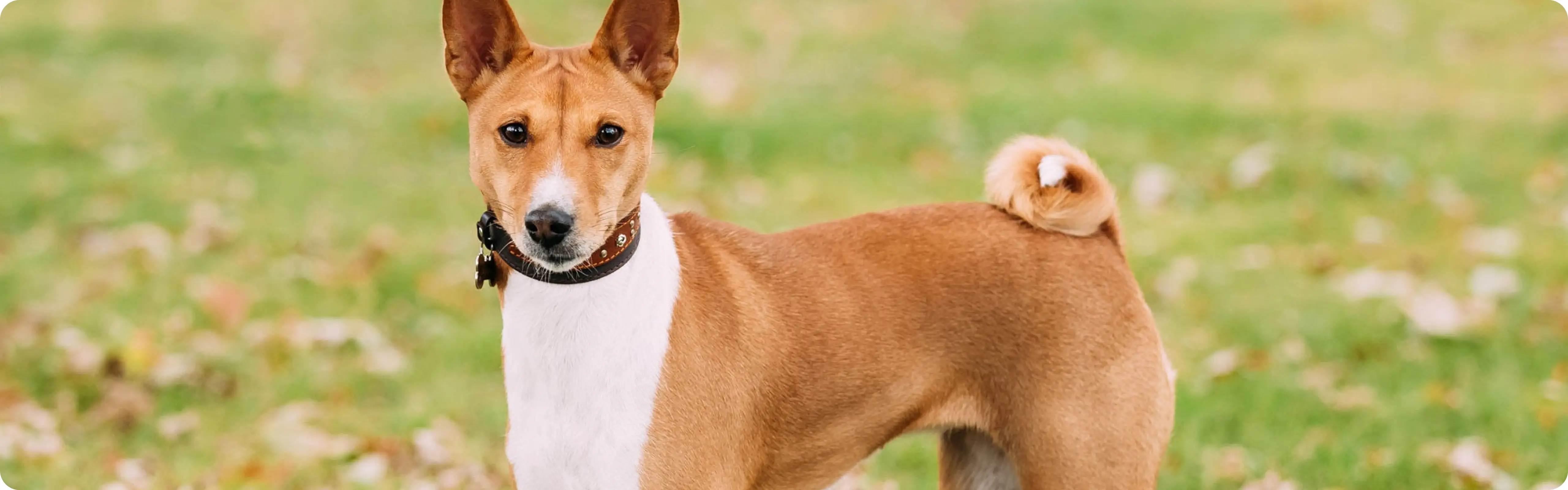 Basenji