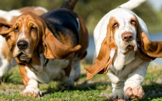 Meet the Basset Hound – a gentle, loyal scent hound with a big nose and a bigger heart. Learn about their temperament, care needs, and lovable nature.