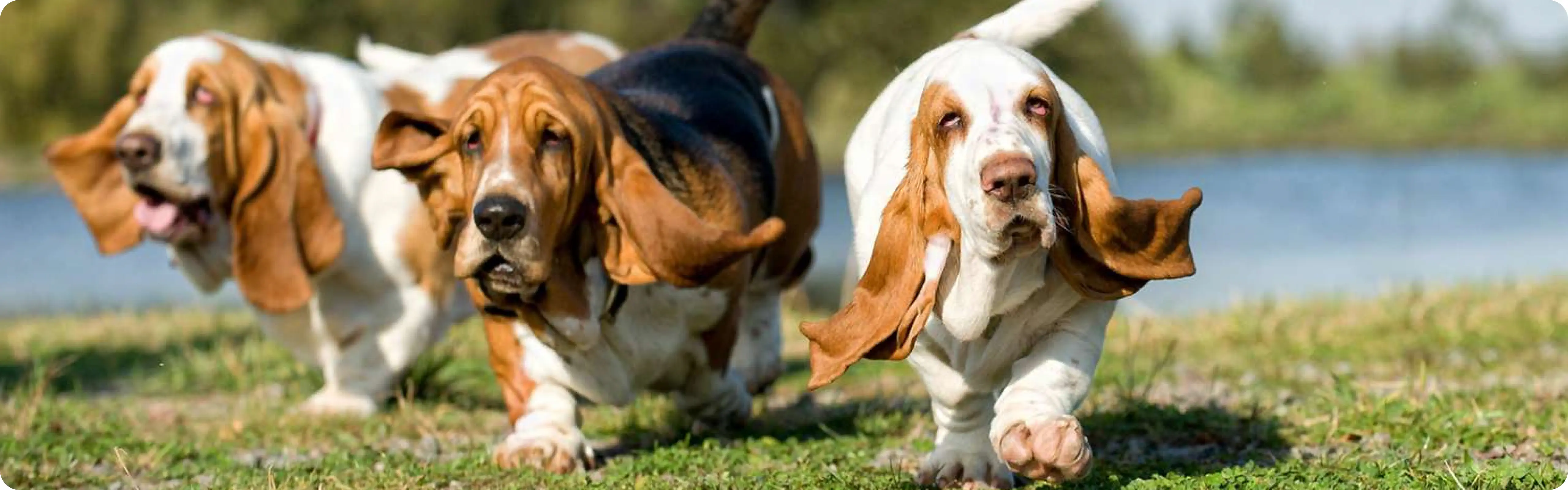 Basset Hound
