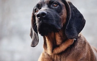 Discover the Bavarian Mountain Hound – a skilled scent-tracking breed known for loyalty, calm temperament, and focus. Learn about care, temperament, and training.