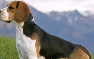 Explore the Beagle – a sociable and energetic scent hound with a strong nose and a cheerful heart. Learn about their care, temperament, training, and lifestyle needs.