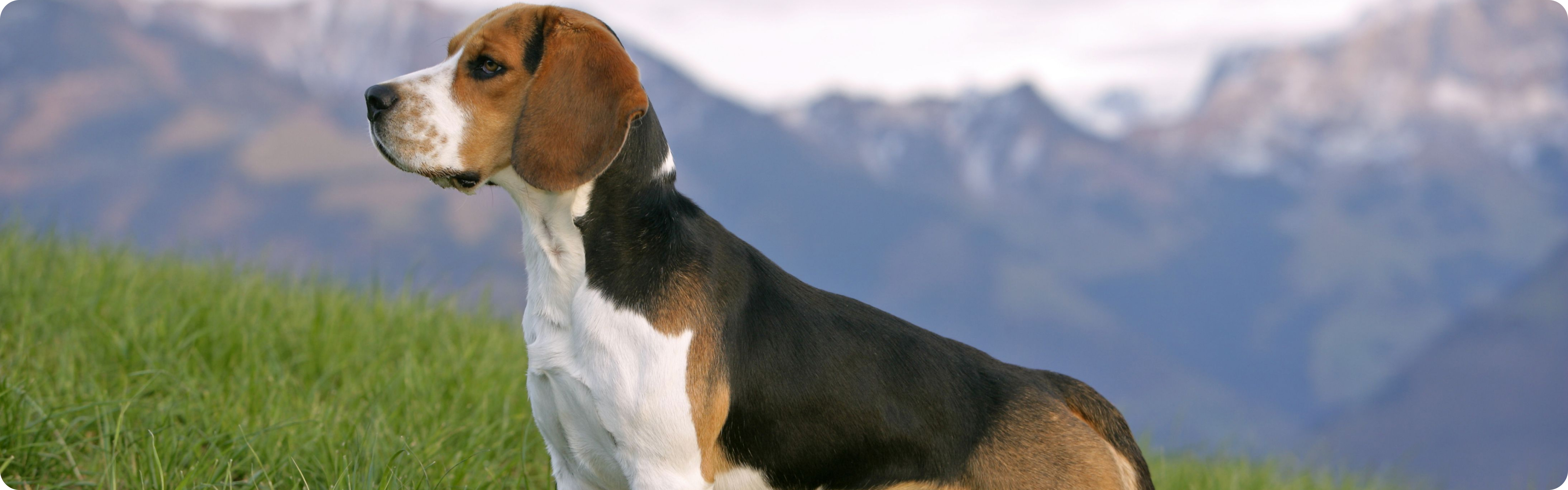 Beagle