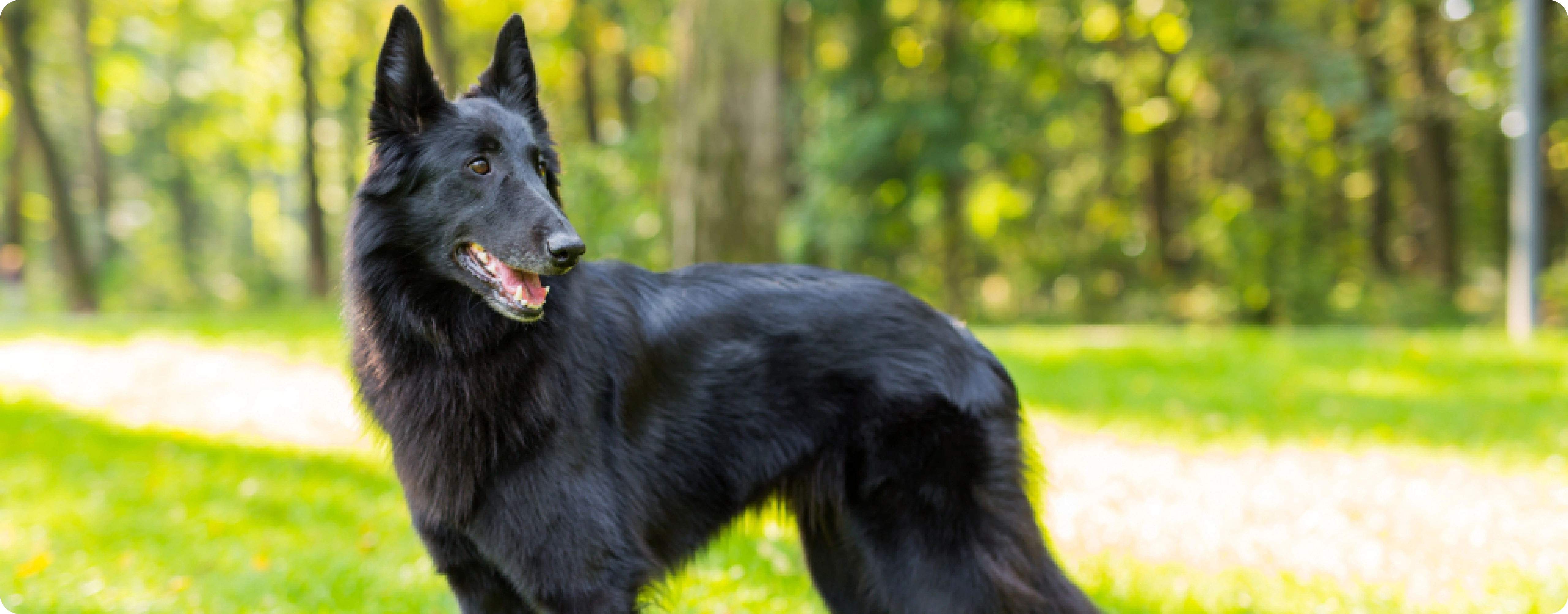Belgian Sheepdog