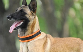 Explore the Belgian Malinois – an intelligent, high-energy working breed trusted by police and military. Learn about its care, temperament, and advanced training needs.